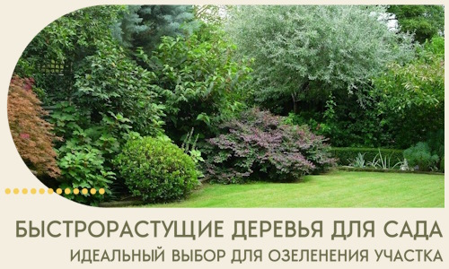 Быстрорастущие деревья для сада идеальный выбор в Ишиме