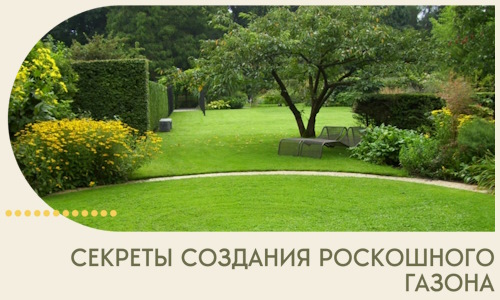 Секреты создания роскошного газона в Ишиме
